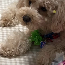 アメブロのネタ: 元気がないときに行きたい場所は？の画像