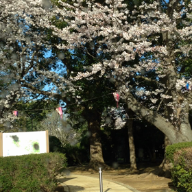 桜満開^_^の画像