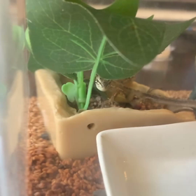 カナヘビの出産？の画像