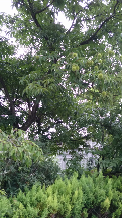 蝉の記事動画