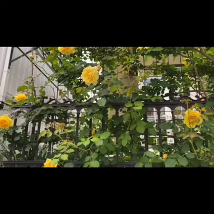 秋にひとつは迎えたい！黄色のつるバラの記事動画
