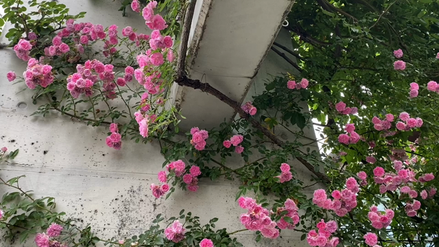 バラでいっぱいの風景を作る！ランブラーローズはいかがですか？の記事動画