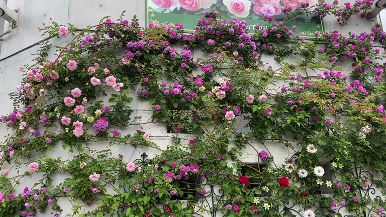 バラが開花のピークを迎えましたの記事動画