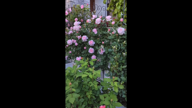 バラへの愛いっぱい！お客様邸で開花したバラたちの記事動画
