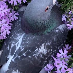 6/18(水)保護鳩ぴーちゃん その後の画像