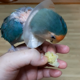 食べたの画像