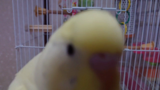 鳥飼生活5周年！！の記事動画