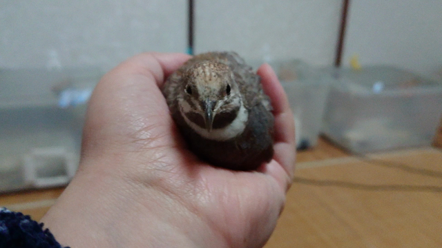 鳥飼生活5周年！！の記事動画
