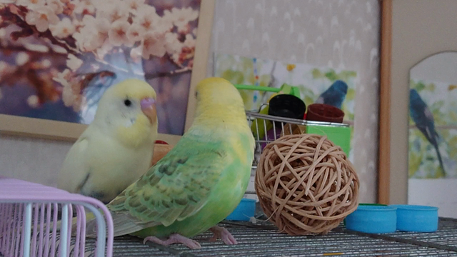 ななちゃん病院へ行く 2の記事動画