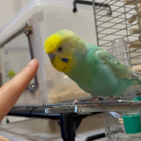 ボクも成長したよの画像