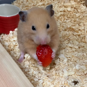 春がきた！の画像