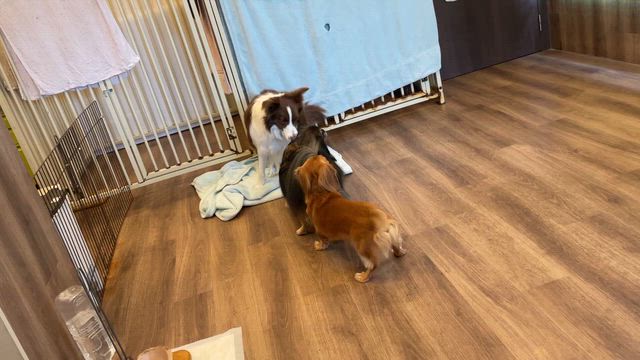 鏡開きの日の記事動画