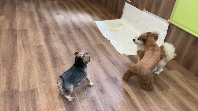 8月15日の記事動画