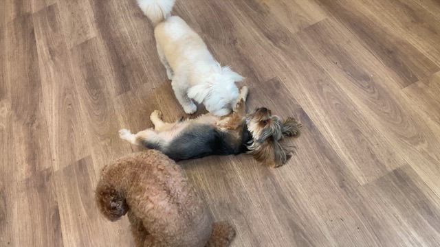8月15日の記事動画
