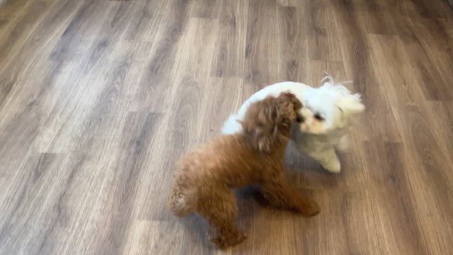 コロッケの日の記事動画