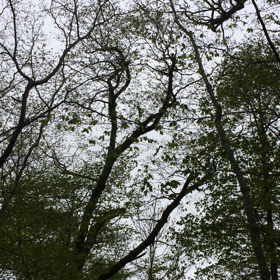 散歩の画像