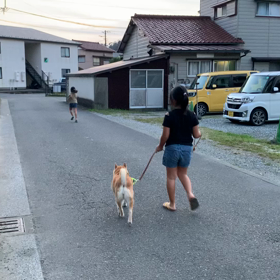 連れないわんこの画像