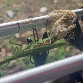 カマキリさんごめんなさいの画像