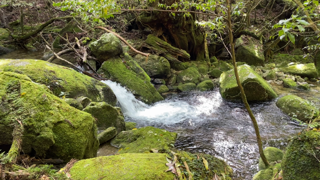 【独り大人の遠足】屋久島ツアー（1）白谷雲水峡　もののけ姫の世界の記事動画