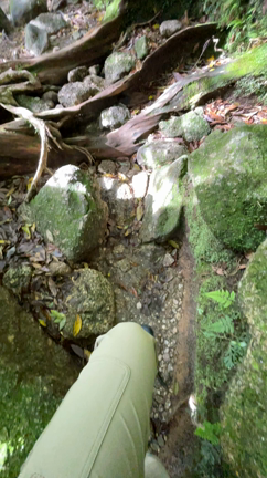 【独り大人の遠足】屋久島ツアー（1）白谷雲水峡　もののけ姫の世界の記事動画