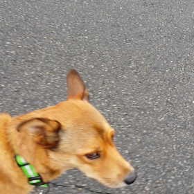 散歩♪の画像