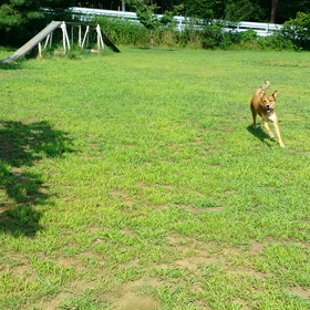 西湖ドックラン♪ひとこまの画像