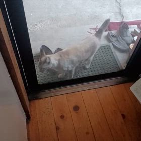 Ｐちゃん網戸開けて部屋にの画像