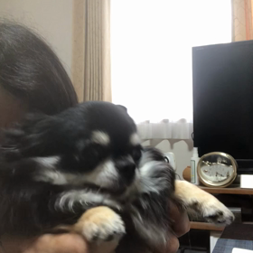 ダックス　トロくんの　手術。の画像