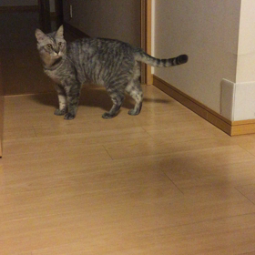 本気痩せとニャンコの画像