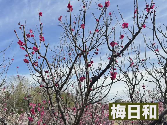 3月12日　ぐっ爺の血糖値改善メニュー！の記事動画