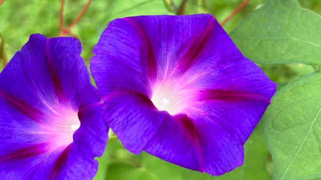 6月28日　血糖値改善メニュー　初夏を迎える花便り！の記事動画