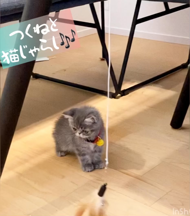ぬこくんのサプライズ？の記事動画