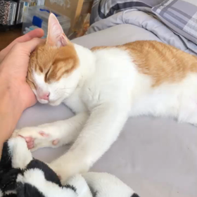 拡散希望です。迷子？の画像