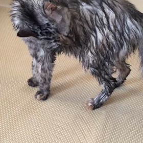 シャンプーしても平気の画像