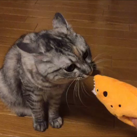 姫のお土産にビビるの画像