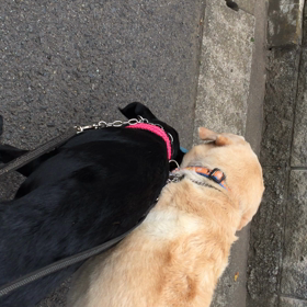 仲が良いのか悪いのか？の画像