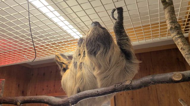 のぶゑですわ(^o^)の記事動画