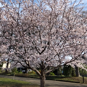 満開の桜をどうぞ♪の画像