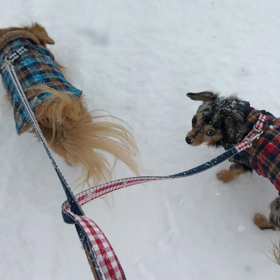 雪でも散歩♬の画像