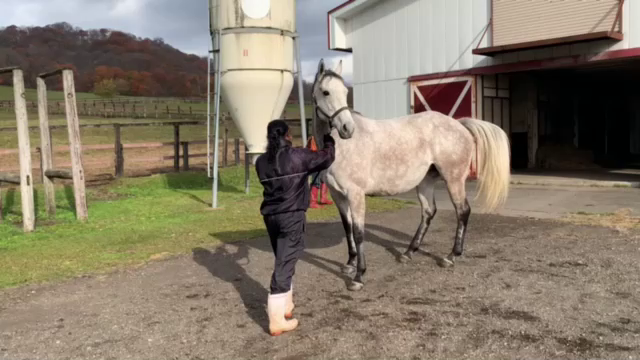 繁殖牝馬サンライズシェル新冠に移動の記事動画