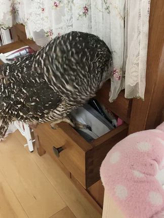 アメブロ広告出なくなった？／また問題発生で…の記事動画