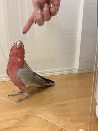 知能レベル一緒wwwの記事動画
