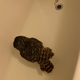 抱卵終了後はじめての水浴び♡の画像