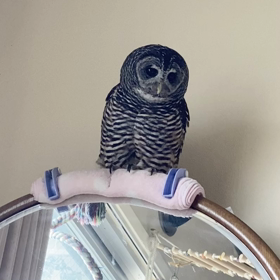 豆腐メンタル(￣▽￣;)の画像