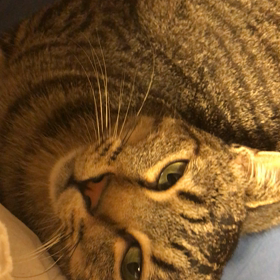 ゴロゴロの画像