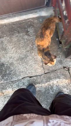 お前だけだよの記事動画