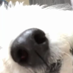 テンちゃんさぁ〜の画像