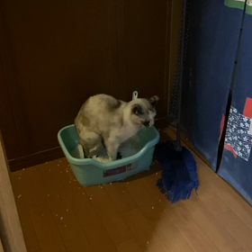 今日のマロンの画像