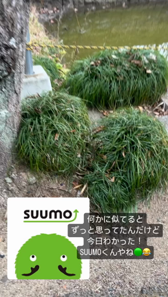 #今日1日を振り返ろう【これ何に似てると思う？】の記事動画