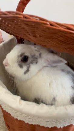 【うさぎのしゃるる◎初めての病院受診】の記事動画